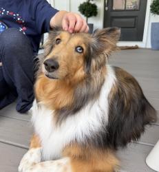 Lost Female Dog last seen Near Long Branch Dr., La Cross Virginia, La Crosse, VA 23950