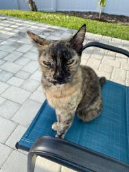 Lost Female Cat last seen Leilani Heights, Jensen Beach, FL 34957