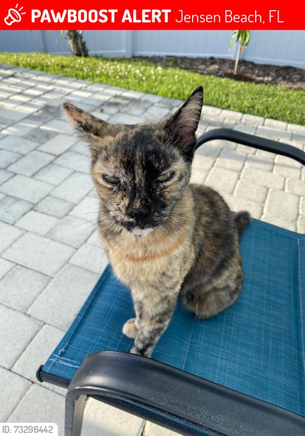 Lost Female Cat last seen Leilani Heights, Jensen Beach, FL 34957