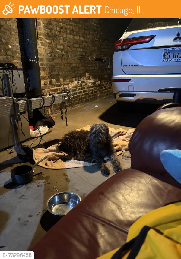 Found/Stray Male Dog last seen Sheffield and George, Chicago, IL 60657
