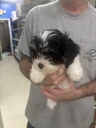 Lost Female Dog last seen Near, East Point, GA 30344
