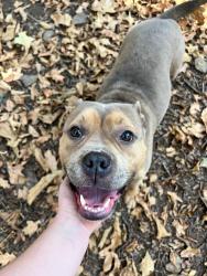 Found/Stray Male Dog last seen Near Hardscrabble Country Club, Fort Smith, AR 72903