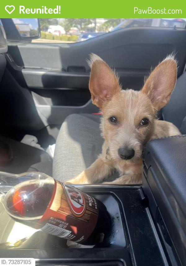 Reunited Male Dog last seen Near Antoine Dr Houston, TX 77088 United States, Houston, TX 77088