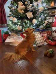 Lost Male Dog last seen Near Chisolm Trl forney tx 75126, Forney, TX 75126