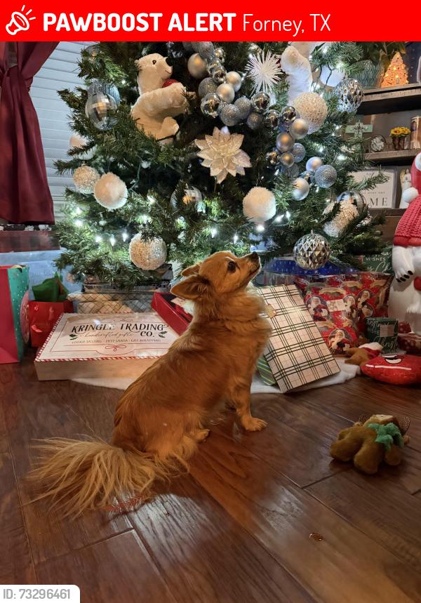 Lost Male Dog last seen Near Chisolm Trl forney tx 75126, Forney, TX 75126