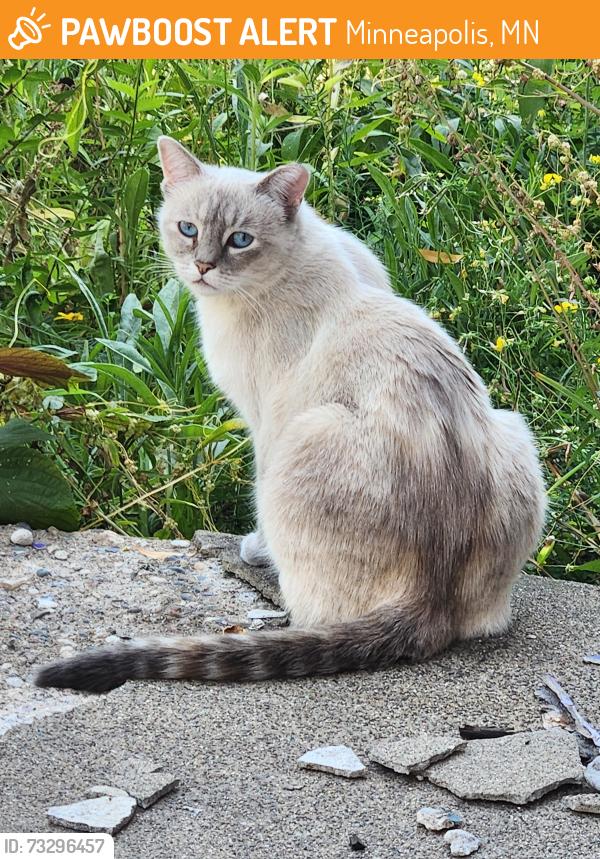 Found/Stray Unknown Cat last seen 32nd and Oakland Ave Minneapolis, Minneapolis, MN 55407