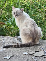 Found/Stray Unknown Cat last seen 32nd and Oakland Ave Minneapolis, Minneapolis, MN 55407