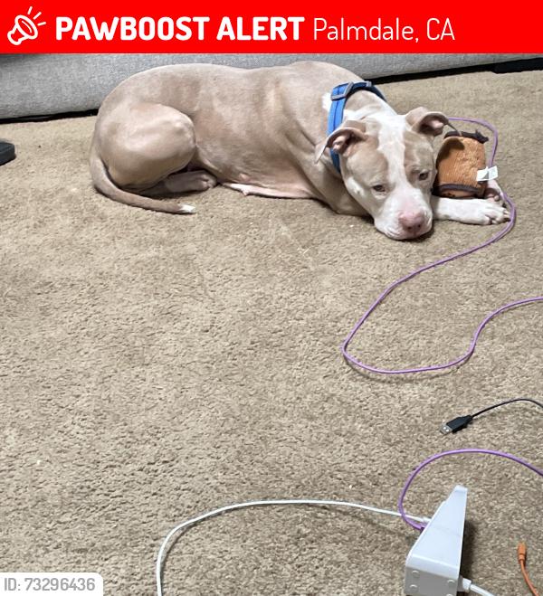 Lost Female Dog last seen Kingdom Hall of Jehovah’s Witnesses, Palmdale, CA 93550