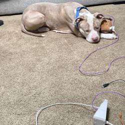 Lost Female Dog last seen Kingdom Hall of Jehovah’s Witnesses, Palmdale, CA 93550
