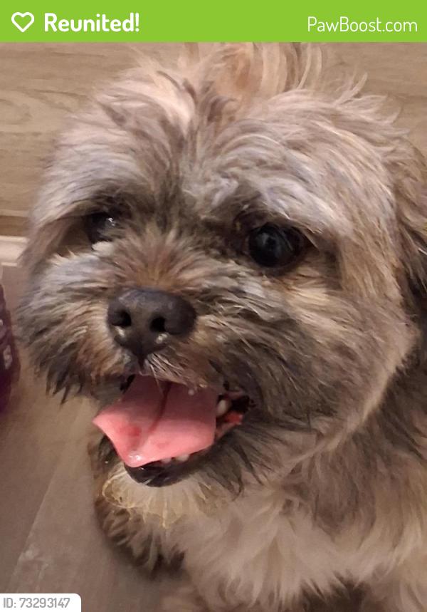 Reunited Female Dog last seen Puritan and hubble, Detroit, MI 48227