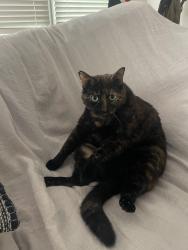 Lost Female Cat last seen Near Apple Blossom Ln, Fayetteville, GA 30215