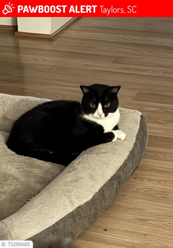 Lost Male Cat last seen Gum Springs Road, Taylors, SC 29687