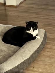 Lost Male Cat last seen Gum Springs Road, Taylors, SC 29687