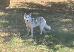 Found/Stray Unknown Dog last seen 14908w highway 12, Highfill, AR 72734