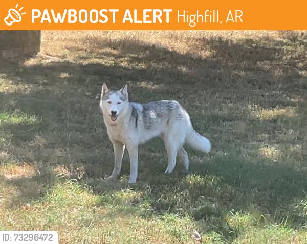 Found/Stray Unknown Dog last seen 14908w highway 12, Highfill, AR 72734