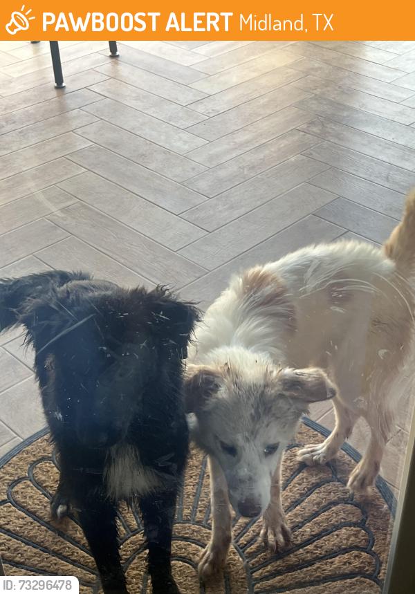 Found/Stray Unknown Dog last seen N county road 1250, Midland, TX 79707