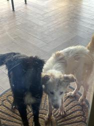 Found/Stray Unknown Dog last seen N county road 1250, Midland, TX 79707