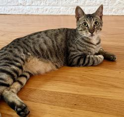 Reunited Male Cat last seen Crane Ave between Center & Madison, Castro Valley, CA 94546