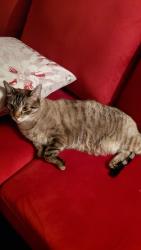 Lost Male Cat last seen Chalmers st S, Ballantyne, Cambridge, ON N1R 6A6