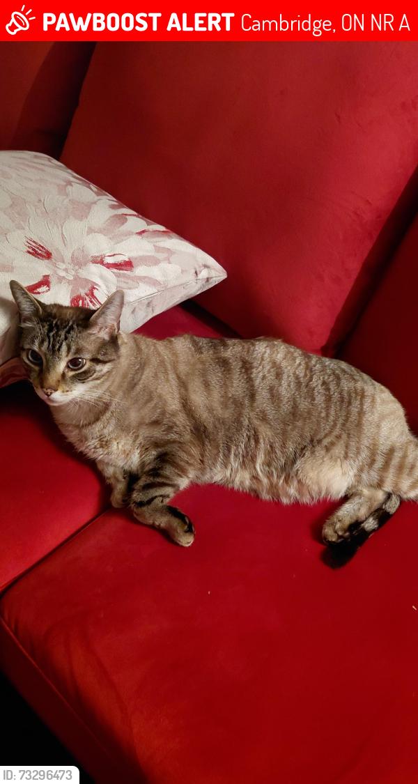 Lost Male Cat last seen Chalmers st S, Ballantyne, Cambridge, ON N1R 6A6