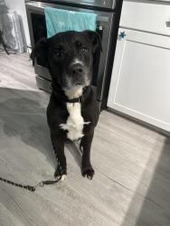 Reunited Male Dog last seen Little road, Parkwood Acres, FL 34669