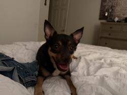 Found/Stray Female Dog last seen Avienda Maravilla, Cathedral City, CA 92234