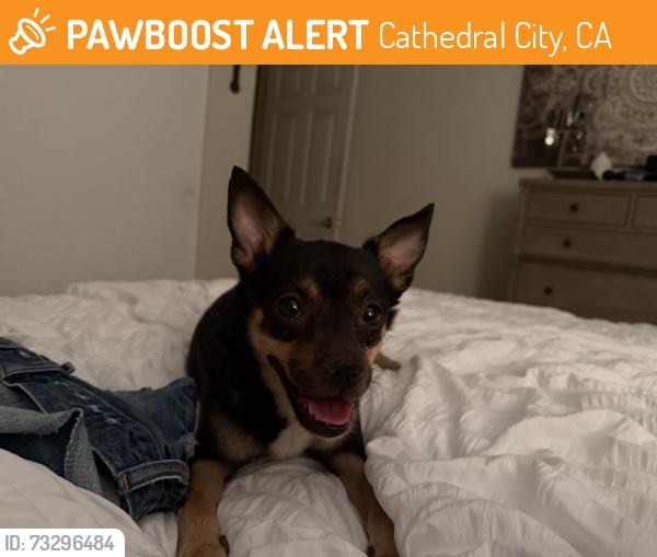 Found/Stray Female Dog last seen Avienda Maravilla, Cathedral City, CA 92234