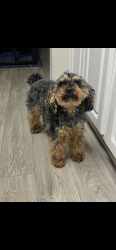 Reunited Female Dog last seen Neighbor behind the Wingstop by the old kfc, Mableton, GA 30126