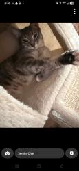 Reunited Male Cat last seen Lincoln square, Chicago, IL 60625