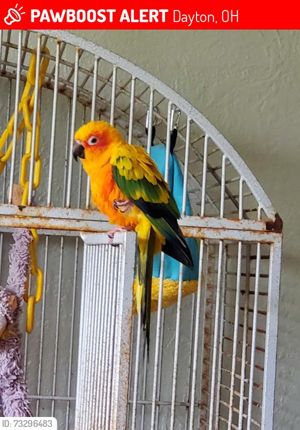Lost Female Bird last seen Knollwood Drive, Knollwood neighborhood, Spicer Heights neighborhoods, Dayton, OH 45432