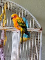 Lost Female Bird last seen Knollwood Drive, Knollwood neighborhood, Spicer Heights neighborhoods, Dayton, OH 45432