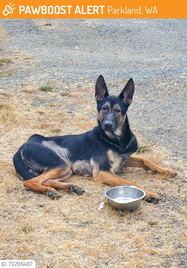 Found/Stray Male Dog last seen Yakima, Parkland, WA 98444