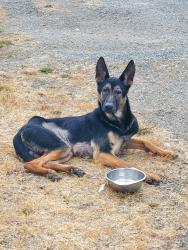 Found/Stray Male Dog last seen Yakima, Parkland, WA 98444