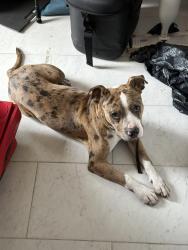 Found/Stray Male Dog last seen Santa Fe trail, Dallas, TX 75214