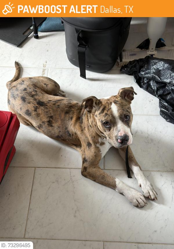 Found/Stray Male Dog last seen Santa Fe trail, Dallas, TX 75214