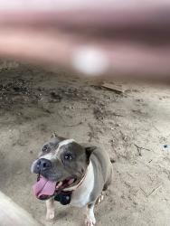 Found/Stray Female Dog last seen Sumter Drive and Alice Drive (Lancaster Subdivision), Johnston County, NC 27529