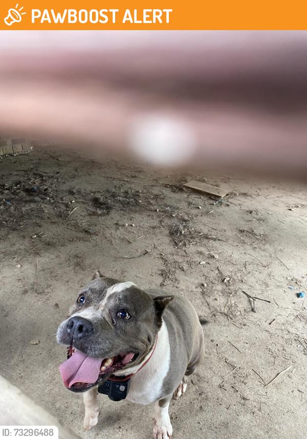 Found/Stray Female Dog last seen Sumter Drive and Alice Drive (Lancaster Subdivision), Johnston County, NC 27529