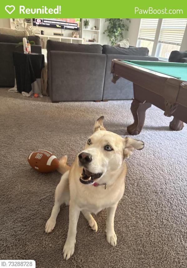 Reunited Female Dog last seen Near Benmyrtle Trail, Georgetown TX 78626, Georgetown, TX 78626