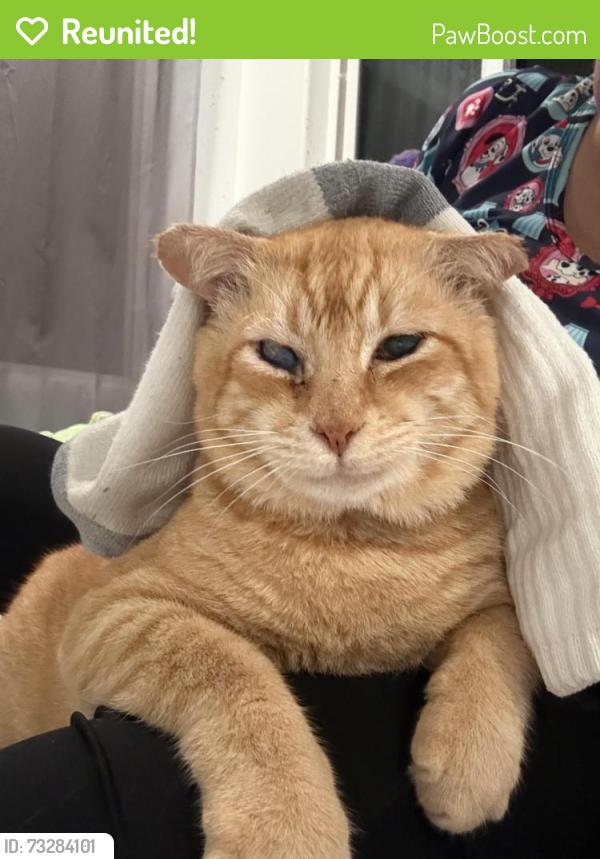 Reunited Male Cat last seen 20th Ave and Kaloli, Keaau, HI 96749