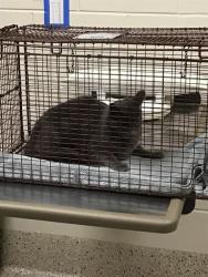 Shelter Stray Unknown Cat last seen Near BLOCK E 88TH AVE, 12155 Park Blvd, Brighton, CO 80601, USA