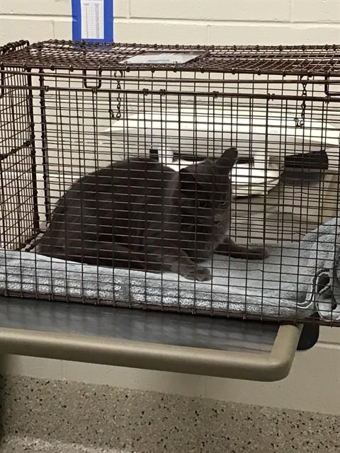 Shelter Stray Unknown Cat last seen Near BLOCK E 88TH AVE, 12155 Park Blvd, Brighton, CO 80601, USA