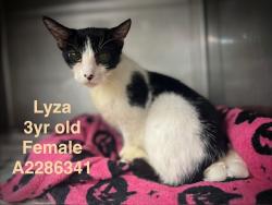 Shelter Stray Female Cat last seen , West Valley Animal Shelter, 20655 Plummer St, Chatsworth, CA 91311, USA