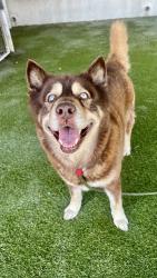 Shelter Stray Male Dog last seen Near BLOCK SW 217TH AVE, 3599 NW 79th Ave, Doral, FL 33122, USA
