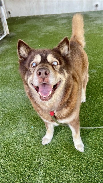 Shelter Stray Male Dog last seen Near BLOCK SW 217TH AVE, 3599 NW 79th Ave, Doral, FL 33122, USA