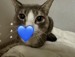 Shelter Stray Male Cat last seen HYDE PARK, 350 S Huntington Ave, Jamaica Plain, MA 02130, USA