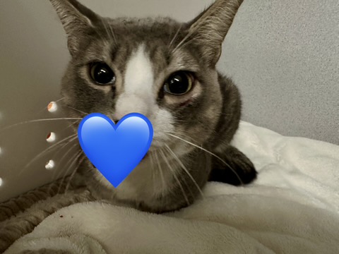Shelter Stray Male Cat last seen HYDE PARK, 350 S Huntington Ave, Jamaica Plain, MA 02130, USA