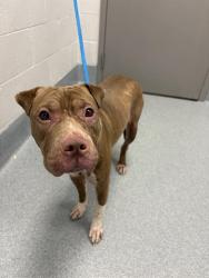 Shelter Stray Female Dog last seen Near, 2600 S Harding St, Indianapolis, IN 46221, USA