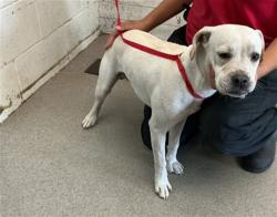 Shelter Stray Female Dog last seen NOVA SCOTIA AND BRUNS, 333 Chandler Pl, San Bernardino, CA 92408, USA