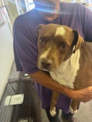 Shelter Stray Female Dog last seen , 1850 W 60th St, Los Angeles, CA 90047, USA