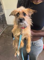 Shelter Stray Female Dog last seen , 1850 W 60th St, Los Angeles, CA 90047, USA